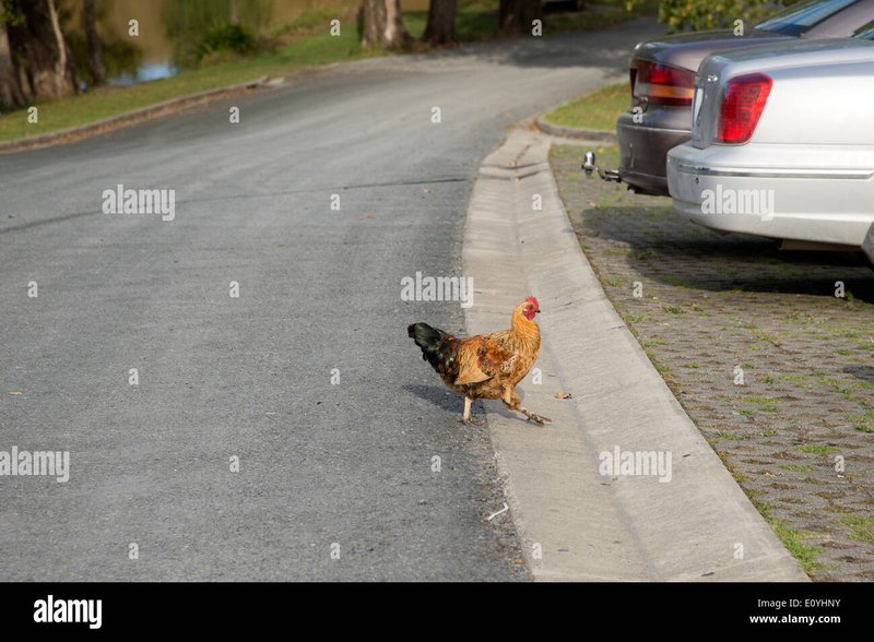 Todo lo que debes saber sobre el Juego de Carretera de Pollo en España - overview