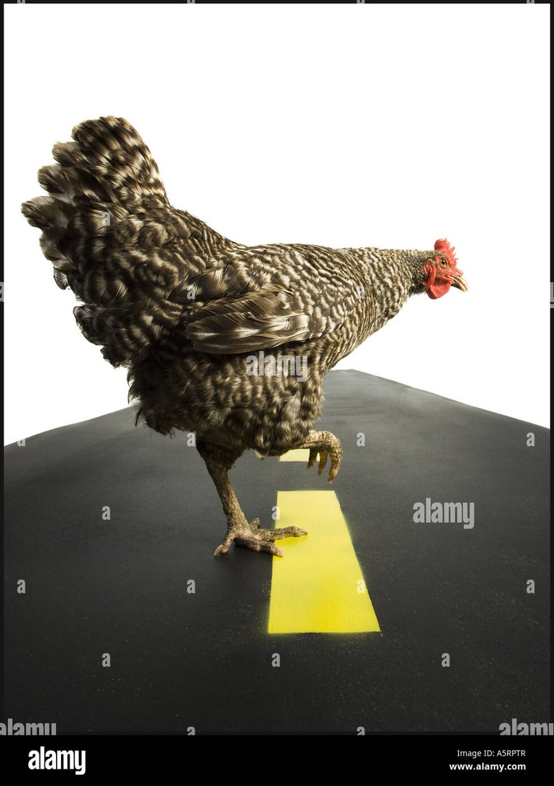 Explore chicken road online