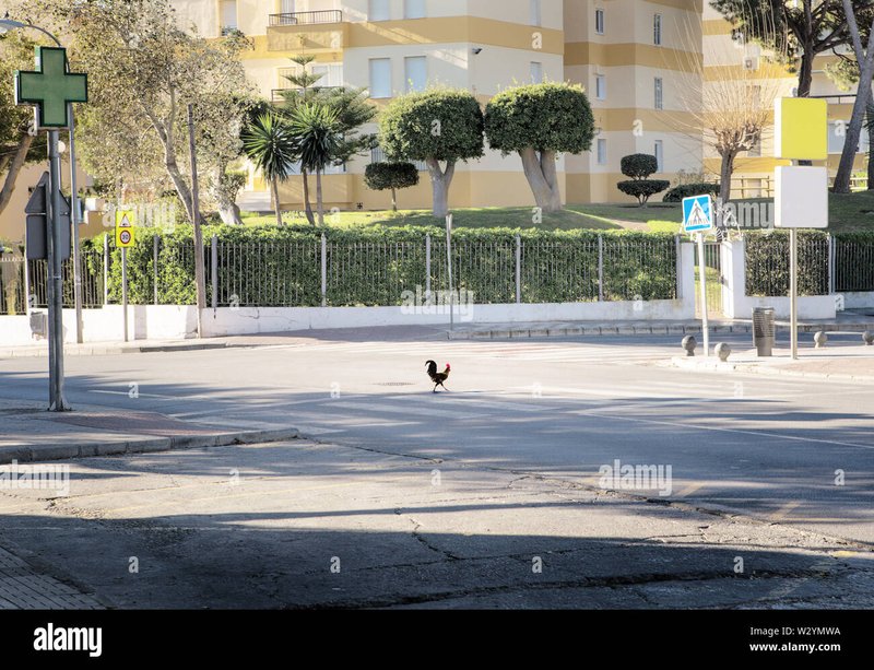 A look at chicken road españa A look at chicken road españa